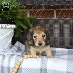 Gelato, Dachshund Puppy